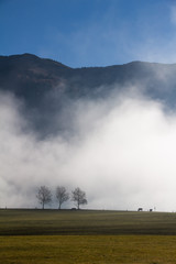 Obraz na płótnie Canvas Herbstwiese im Nebel, Morgengrauen