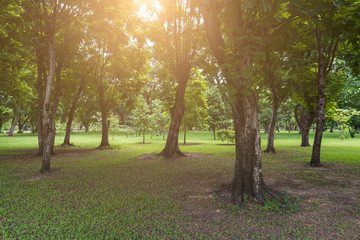 Fototapeta premium Landscape of park with sunlight 