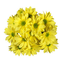 yellow chrysanthemums flower on a white background