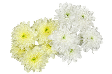 yellow and white chrysanthemums flower on a white background