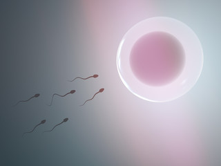 Sperms swim to a egg cell