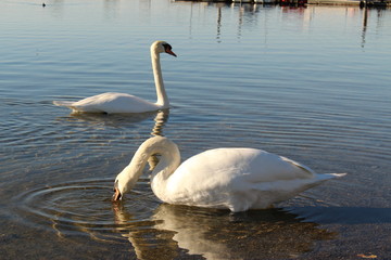 Two swans at sundown on Constance Lake (Bodensee), taken from the coast of Hard in Vorarlberg, Austria.