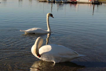 Two swans at sundown on Constance Lake (Bodensee), taken from the coast of Hard in Vorarlberg, Austria.