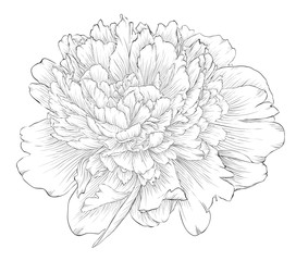 beautiful monochrome black and white peony flower isolated on white background. © Hulinska Yevheniia