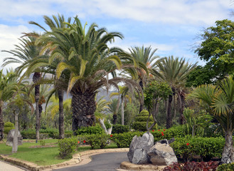 Fototapeta na wymiar Tropical trees in the park in Tenerife,Canary Islands.