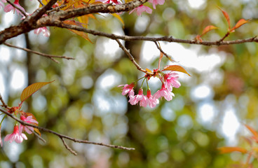 Thailand Sakura pink flower in ChiangMai, Thailand, Wild Himalayan cherry blooming (Prunus cerasoides)