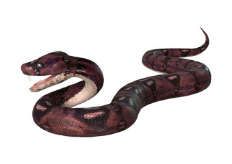 Courious Anaconda on White