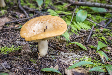 Mushroom Growing in a Mixed Forest in Autumn - Haliburton, Ontario, Canada