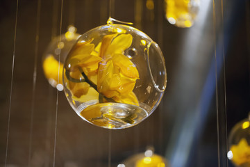 Orchid in a glass bubble