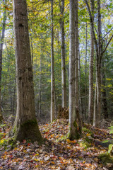 Fototapeta premium Autumn Forest - Algonquin Provincial Park, Ontario, Canada