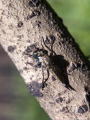 Robber fly (Diptera) with a prey fly sitting on burnt trunk