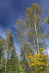 White Birch Trees in an Autumn Forest