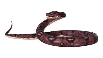 Naklejka premium Dangerous Anaconda on White