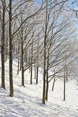 Woods in winter