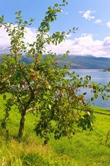 Pflaumenanbau am Hardangerfjord bei Norheimsund