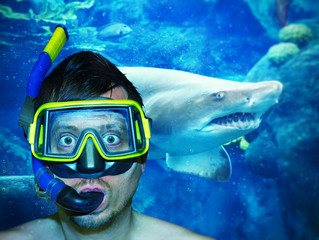 Im Haifischbecken - Diving with a shark