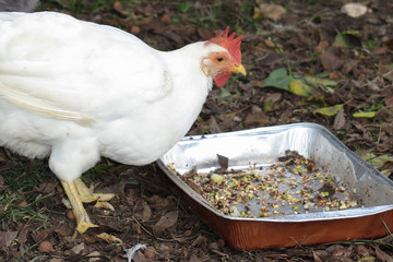 Hens on a green grass in a farm in a sun day