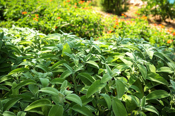 Fototapeta premium salvia in the home garden