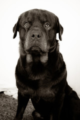 Rottweiler dog sitting down and isolated on white