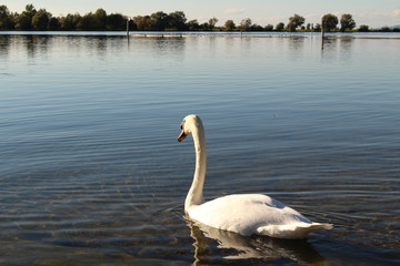 A swan at sundown on Constance Lake (Bodensee), taken from the coast of Hard in Vorarlberg, Austria.