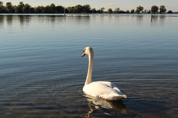 A swan at sundown on Constance Lake (Bodensee), taken from the coast of Hard in Vorarlberg, Austria.