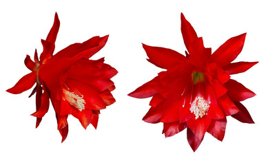 Epiphyllum red flowers on a white background