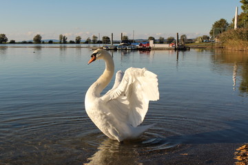 Obraz premium A swan at sundown on Constance Lake (Bodensee), taken from the coast of Hard in Vorarlberg, Austria.