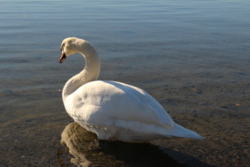 A swan at sundown on Constance Lake (Bodensee), taken from the coast of Hard in Vorarlberg, Austria.