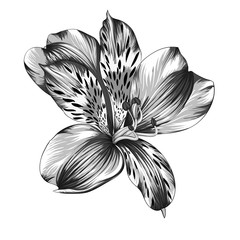 beautiful monochrome, black and white Alstroemeria flower with watercolor effect isolated on background.