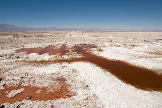 Chaxa Lagoon - Chile