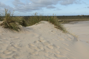 Fototapeta na wymiar Lyme Grass in the Sand Dune