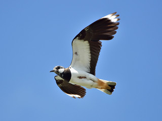 Northern Lapwing (Vanellus vanellus)