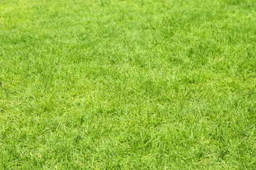 green grass