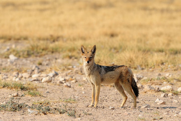 Black-backed jackal