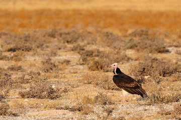 White-headed vulture