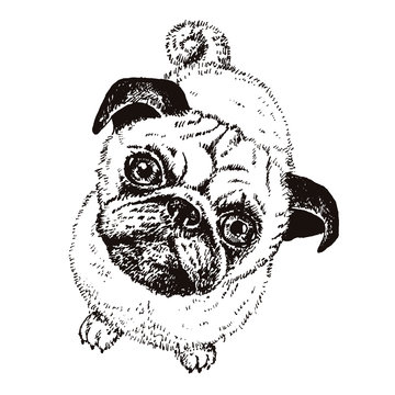 Pug dog, vector hand drawn sketch with cute domestic animal
