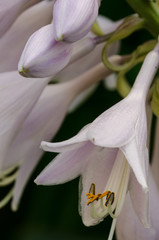 Obraz premium The Hasta