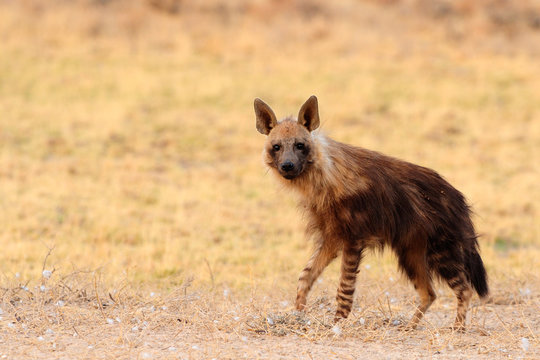Brown hyaena standing