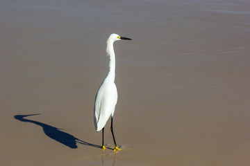 Garça e sua sombra.