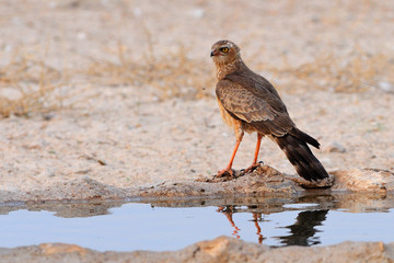 Juvenile pale chanting goshawk