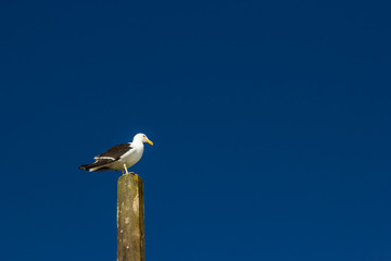 Gaivota pousada no poste.