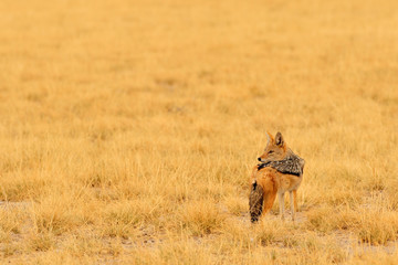 Black-backed jackal