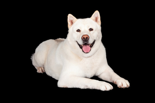 Akita Dog Lying Over Black Background