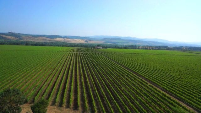Flight over vineyards