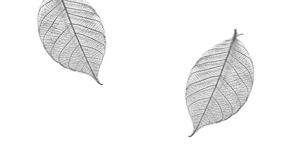 Obraz premium dry leaves