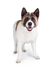 Akita Dog Standing Isolated Over White Background