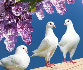 three white pigeons on perch with flowering lilac tree