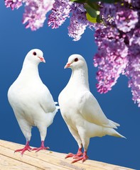 two white pigeons on perch with flowering lilac tree