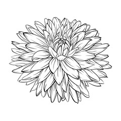 beautiful monochrome, black and white dahlia flower isolated. Hand-drawn contour lines and strokes.