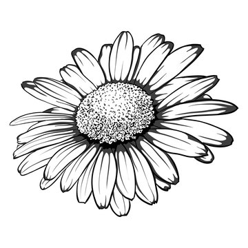 beautiful monochrome, black and white daisy flower isolated.